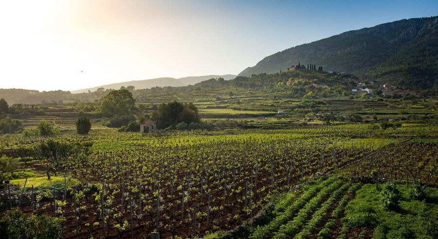 Stari Grad: Private Tuk-Tuk tour with Wine tasting - Jelsa and the smaller inland villages