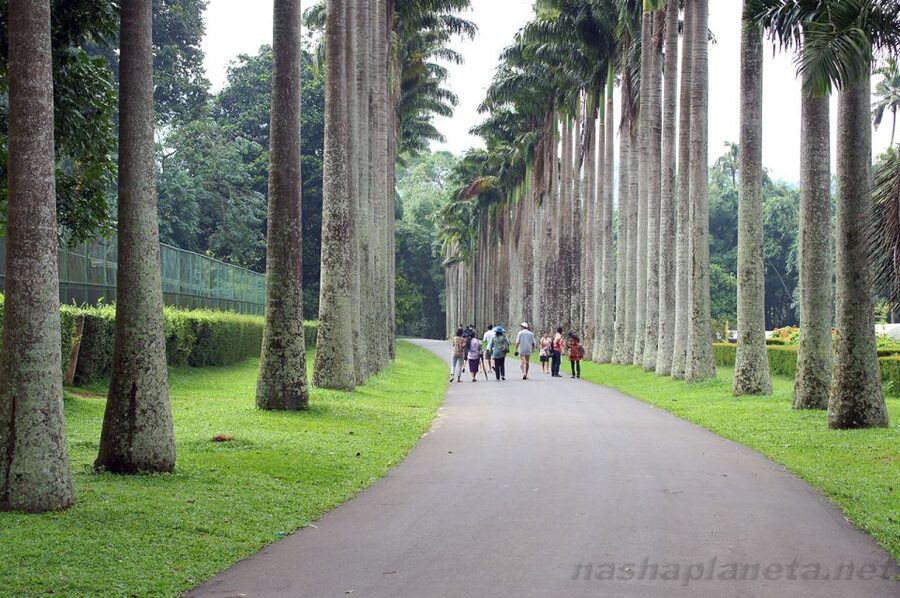 Three Temples Loop In Kandy Day Tour By Tuk Tuk - The Tea Factory and Wood Carving Family Visit