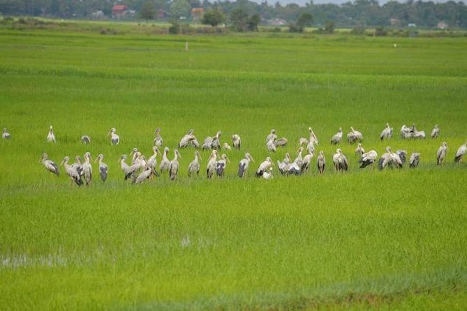 Tuk Tuk Journey: Exploring Rural Life and Silk Farm Craftsmanship - The morning pickup and ride toward Krabei Riel