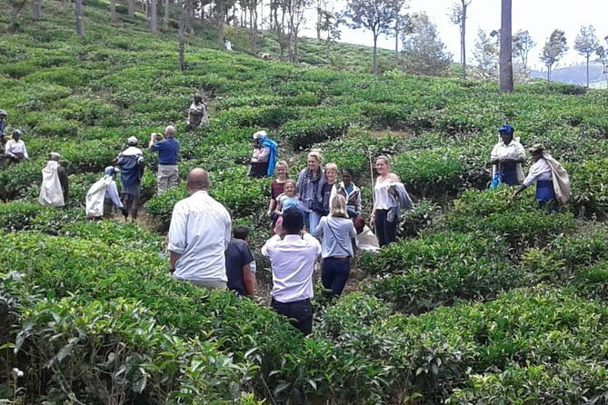 Tuk Tuk safari and Picnic in The Tea Plantation from Ella,Haputale & Bandarawela - Who will get the most from this half-day outing