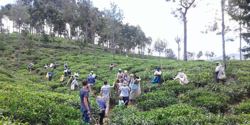 Tuk-Tuk Safari Liptons seat,Tea Fields Hike,TeaFactory Tour - A picnic with a practical rain plan