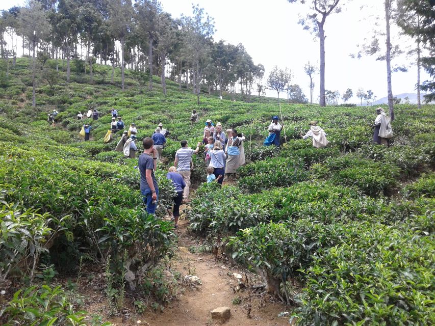 Tuk-Tuk Safari Liptons seat,Tea Fields Hike,TeaFactory Tour - Inside Dambatenne Tea Factory