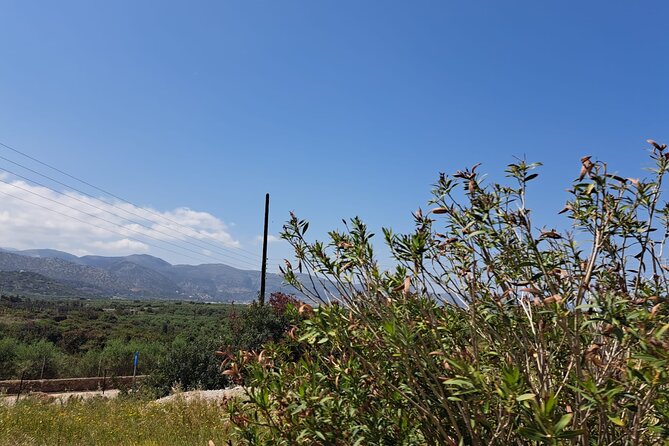 Tuk Tuk Sissi Ride 2 hours private tour - Olive trees and the working side of Crete